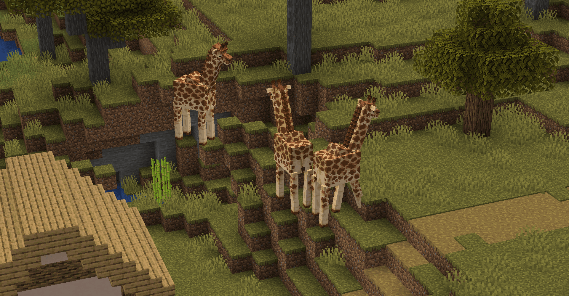 Giraffes group near a village, hungry for scraps! In the minecraft naturalist mod by starfish studios.