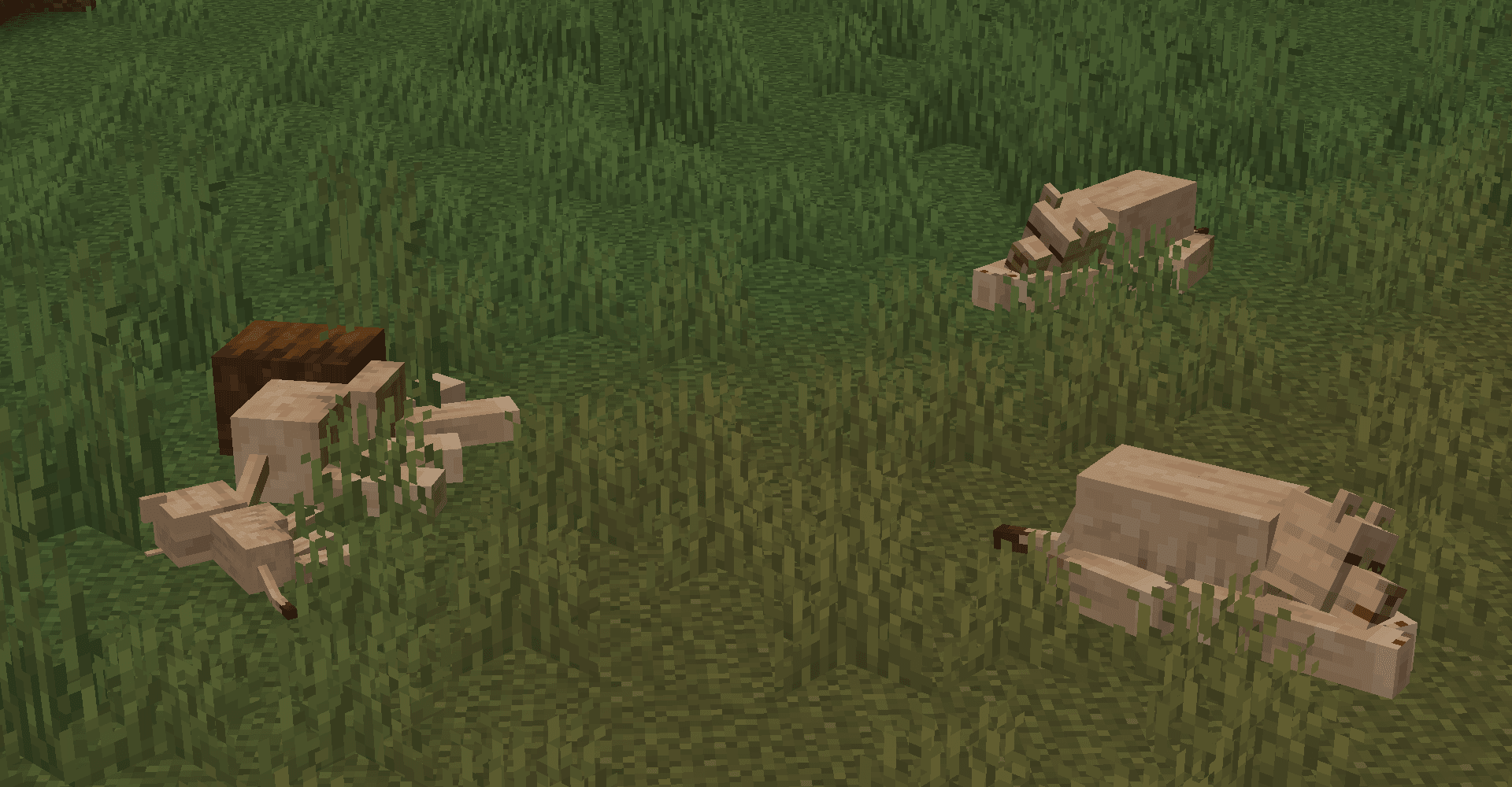 Pack of Lions lies in the scorching heat. In the minecraft naturalist mod by starfish studios.